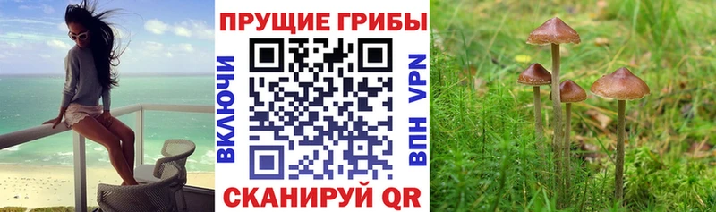 Купить закладки Вилюйск Псилоцибиновые грибы GOLDEN TEACHER