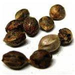 Семена марихуаны АК-47  (Seeds AK-47) в Вилюйске